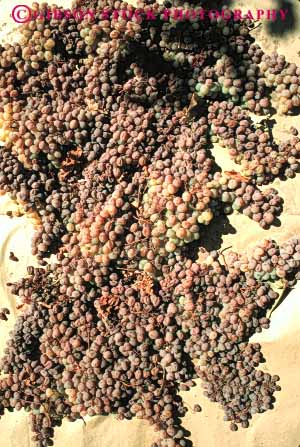 Stock Photo #6423: keywords - agriculture california crop crops cultivate cultivated cultivating cultivation desiccate desiccating desiccation dirt dried dry drying earth evaporate evaporating evaporation farm farming food fruit grape grapes ground loss natural paper process processed processing produce raisens risen soil sun vert vine vineyard warm water