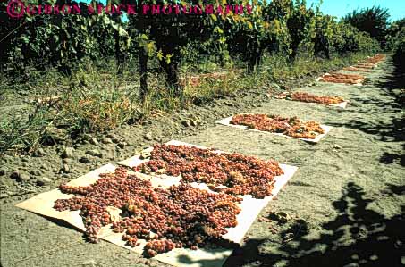 Stock Photo #6424: keywords - agriculture california crop crops cultivate cultivated cultivating cultivation desiccate desiccating desiccation dirt dried dry drying earth evaporate evaporating evaporation farm farming food fruit grape grapes ground horz loss natural paper process processed processing produce raisens risen soil sun vine vineyard warm water
