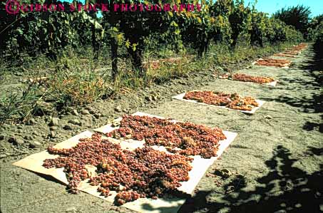 Stock Photo #6424: keywords -  agriculture california crop crops cultivate cultivated cultivating cultivation desiccate desiccating desiccation dirt dried dry drying earth evaporate evaporating evaporation farm farming food fruit grape grapes ground horz loss natural paper process processed processing produce raisens risen soil sun vine vineyard warm water