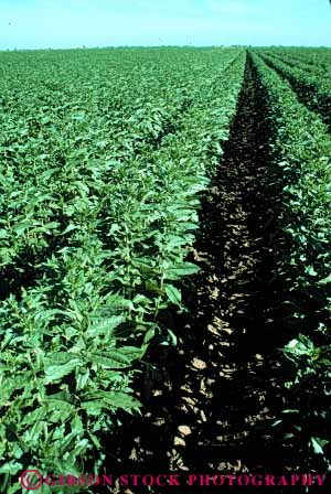 Stock Photo #6426: keywords -  agriculture california crop crops cultivate cultivated cultivating cultivation farm farming farms field green grow growth plant plants row rows safflower vert young