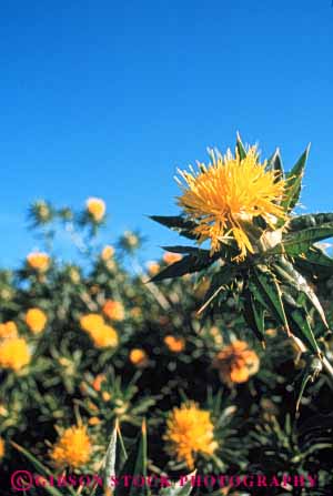 Stock Photo #6427: keywords - agriculture blossom blossoming california crop crops cultivate cultivated cultivating cultivation farm farming farms field flower flowering flowers grow growth plant plants safflower vert yellow young