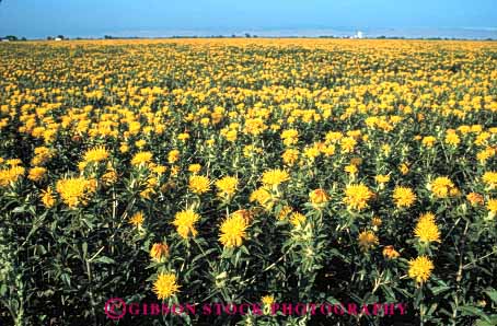 Stock Photo #6428: keywords -  agriculture blossom blossoming california crop crops cultivate cultivated cultivating cultivation farm farming farms field flower flowering flowers grow growth horz plant plants safflower yellow young