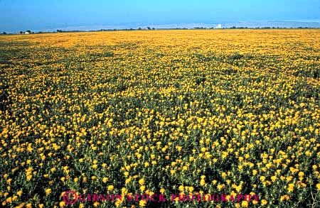 Stock Photo #6429: keywords - agriculture blossom blossoming california crop crops cultivate cultivated cultivating cultivation farm farming farms field flower flowering flowers grow growth horz plant plants safflower yellow young