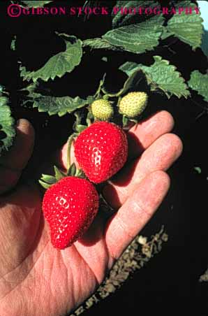 Stock Photo #6430: keywords -  agriculture california crop crops cultivate cultivated cultivating cultivation earth farm farming farms field food fruit ground grow growth hand in plant plants produce red strawberries strawberry vert