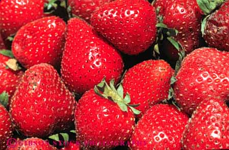 Stock Photo #6431: keywords -  agriculture california crop crops cultivate cultivated cultivating cultivation food fruit horz lots many multitude produce red strawberries strawberry