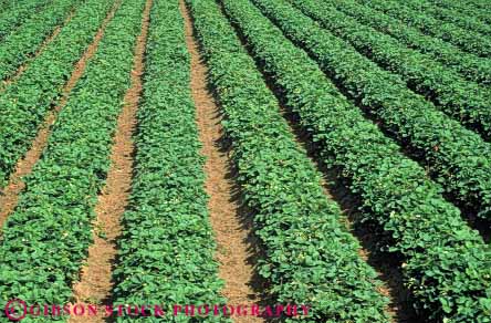 Stock Photo #6432: keywords -  agriculture california crop crops cultivate cultivated cultivating cultivation earth farm farming farms field food fruit green ground grow growth horz plant plants produce row rows strawberries strawberry