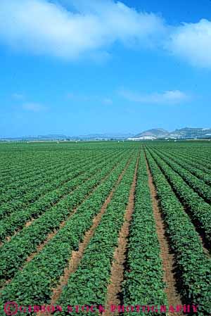 Stock Photo #6434: keywords -  agriculture california crop crops cultivate cultivated cultivating cultivation earth farm farming farms field food fruit green ground grow growth plant plants produce row rows strawberries strawberry vert