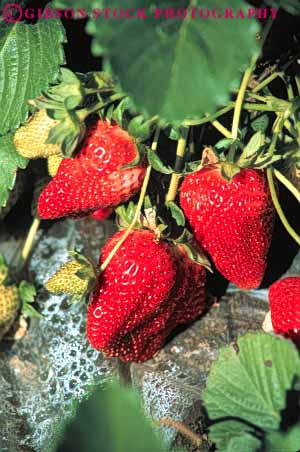 Stock Photo #6435: keywords -  agriculture california crop crops cultivate cultivated cultivating cultivation earth farm farming farms field food fruit ground grow growth plant plants produce red strawberries strawberry vert