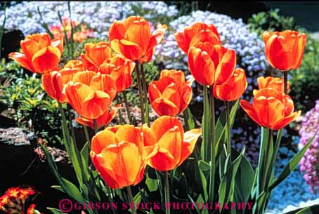 Stock Photo #3465: keywords -  blossom colorful flower garden horz nature orange plant spring tulip