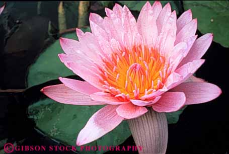 Stock Photo #3466: keywords -  beautiful blossom float flower grow horz lake lily nature pink plant pond pretty round summer sunshine water