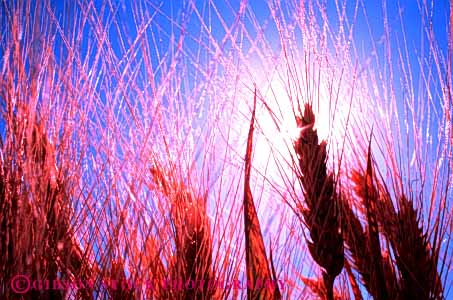 Stock Photo #3310: keywords -  agriculture arizona crop farm field grow horz silhouette sun wheat yuma