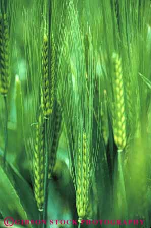 Stock Photo #6437: keywords - agriculture california crop crops cultivate cultivates cultivating cultivation farm farming farms grain green grow growing growth immature plant plants vert wheat