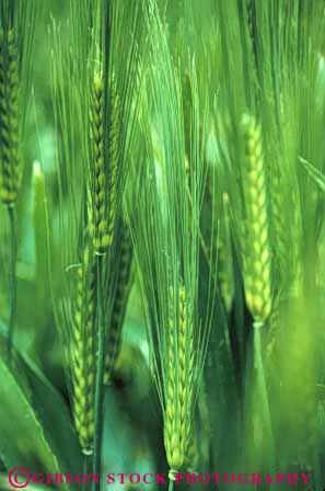 Stock Photo #6437: keywords -  agriculture california crop crops cultivate cultivates cultivating cultivation farm farming farms grain green grow growing growth immature plant plants vert wheat