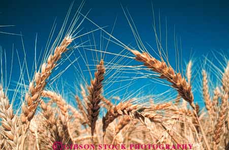 Stock Photo #6438: keywords -  agriculture california crop crops cultivate cultivates cultivating cultivation farm farming farms field grain grow growing growth heads horz mature plant plants ripe wheat