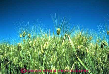 Stock Photo #6439: keywords -  agriculture crop crops cultivate cultivates cultivating cultivation farm farming farms field grain green grow growing growth horz idaho immature plant plants wheat