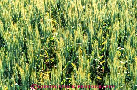 Stock Photo #6440: keywords -  agriculture california crop crops cultivate cultivates cultivating cultivation farm farming farms grain green grow growing growth horz immature plant plants wheat