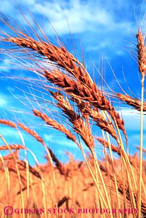 Stock Photo #6441: keywords - agriculture crop crops cultivate cultivates cultivating cultivation farm farming farms field grain grow growing growth mature oregon plant plants ripe vert wheat