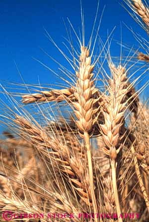 Stock Photo #6442: keywords - agriculture california crop crops cultivate cultivates cultivating cultivation farm farming farms field grain grow growing growth mature plant plants ripe vert wheat