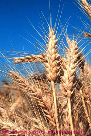 Stock Photo #6442: keywords -  agriculture california crop crops cultivate cultivates cultivating cultivation farm farming farms field grain grow growing growth mature plant plants ripe vert wheat