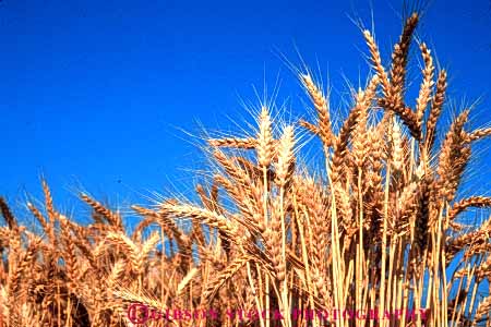 Stock Photo #6443: keywords -  agriculture california crop crops cultivate cultivates cultivating cultivation farm farming farms field grain grow growing growth horz mature plant plants ripe wheat