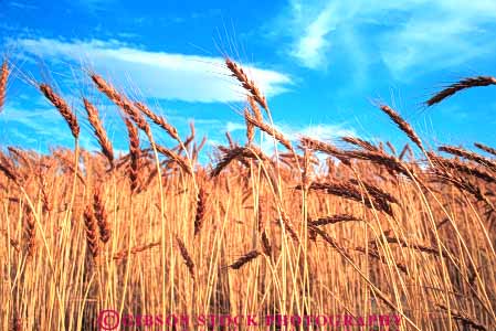 Stock Photo #6444: keywords -  agriculture crop crops cultivate cultivates cultivating cultivation farm farming farms field grain grow growing growth horz mature oregon plant plants ripe wheat