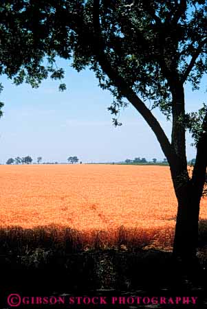 Stock Photo #6445: keywords -  agriculture california crop crops cultivate cultivates cultivating cultivation farm farming farms field grain grow growing growth mature plant plants ripe vert wheat