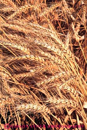 Stock Photo #6446: keywords -  agriculture california crop crops cultivate cultivates cultivating cultivation farm farming farms grain grow growing growth mature plant plants ripe vert wheat