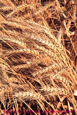 Stock Photo #6446: keywords - agriculture california crop crops cultivate cultivates cultivating cultivation farm farming farms grain grow growing growth mature plant plants ripe vert wheat