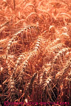 Stock Photo #6447: keywords -  agriculture california crop crops cultivate cultivates cultivating cultivation farm farming farms grain grow growing growth mature plant plants ripe vert wheat