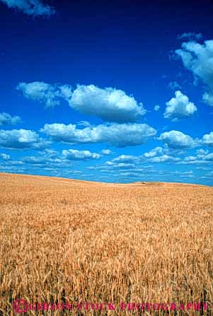 Stock Photo #6448: keywords -  agriculture crop crops cultivate cultivates cultivating cultivation farm farming farms field grain grow growing growth mature plant plants ripe vert washington wheat