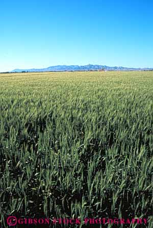 Stock Photo #6449: keywords - agriculture california crop crops cultivate cultivates cultivating cultivation farm farming farms field grain green grow growing growth immature plant plants vert wheat