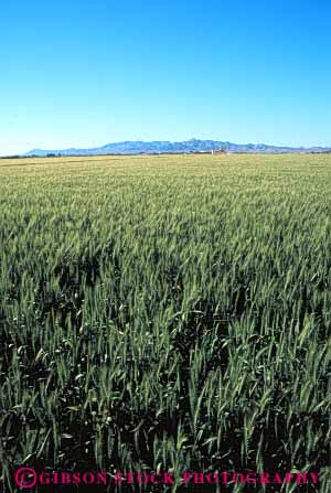 Stock Photo #6449: keywords -  agriculture california crop crops cultivate cultivates cultivating cultivation farm farming farms field grain green grow growing growth immature plant plants vert wheat