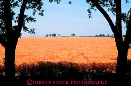 Stock Photo #6450: keywords -  agriculture california crop crops cultivate cultivates cultivating cultivation farm farming farms field grain grow growing growth horz mature plant plants ripe wheat