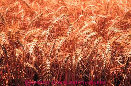 Stock Photo #6451: keywords -  agriculture california crop crops cultivate cultivates cultivating cultivation farm farming farms grain grow growing growth horz mature plant plants ripe wheat