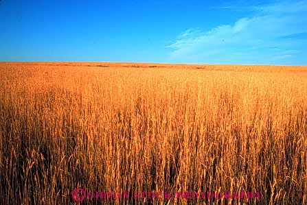 Stock Photo #6452: keywords - agriculture crop crops cultivate cultivates cultivating cultivation farm farming farms field grain grow growing growth horz mature oregon plant plants ripe wheat