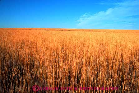 Stock Photo #6452: keywords -  agriculture crop crops cultivate cultivates cultivating cultivation farm farming farms field grain grow growing growth horz mature oregon plant plants ripe wheat