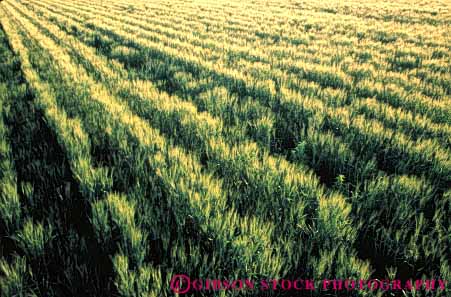 Stock Photo #6453: keywords - agriculture arizona crop crops cultivate cultivates cultivating cultivation farm farming farms grain green grow growing growth horz immature plant plants wheat