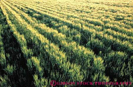 Stock Photo #6453: keywords -  agriculture arizona crop crops cultivate cultivates cultivating cultivation farm farming farms grain green grow growing growth horz immature plant plants wheat