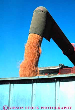 Stock Photo #6454: keywords -  agriculture california crop crops cultivate cultivates cultivating cultivation farm farming farms grain grow growing growth harvest harvested harvesting plant plants truck vert wheat