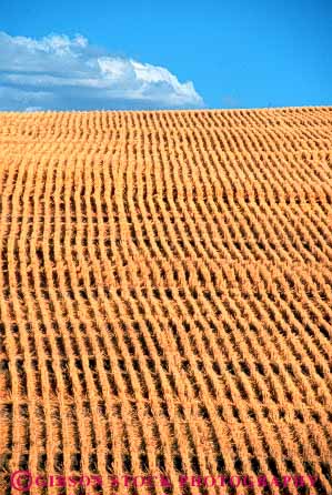 Stock Photo #6455: keywords -  agriculture crop crops cultivate cultivates cultivating cultivation cut farm farming farms field grain grow growing growth harvest harvested harvesting mature oregon plant plants ripe stubble vert wheat