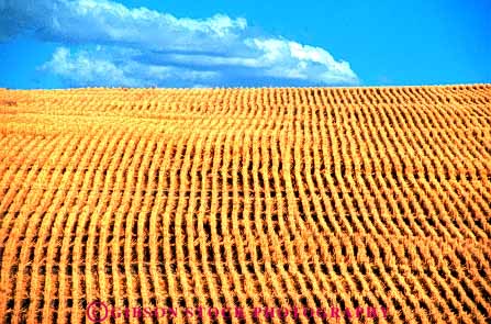 Stock Photo #6456: keywords -  agriculture crop crops cultivate cultivates cultivating cultivation cut farm farming farms field grain grow growing growth harvest harvested harvesting horz mature oregon plant plants ripe stubble wheat