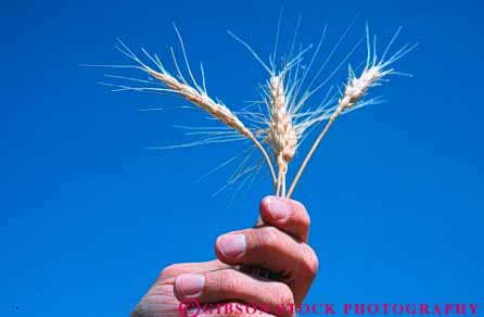 Stock Photo #6457: keywords -  agriculture crop crops cultivate cultivates cultivating cultivation farm farmer farming farms finger fingers gesture grain grow growing growth hand holds horz lift plant plants symbol symbolic symbolize wheat
