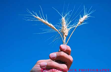 Stock Photo #6457: keywords - agriculture crop crops cultivate cultivates cultivating cultivation farm farmer farming farms finger fingers gesture grain grow growing growth hand holds horz lift plant plants symbol symbolic symbolize wheat