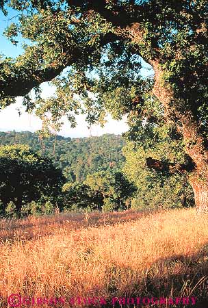 Stock Photo #13815: keywords -  california deciduous dry foothill foothills forest forests habitat habitats hill hills landscape nature oak plant plants scenery scenic summer tree trees vert