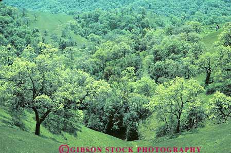 Stock Photo #13818: keywords -  california chlorophyll deciduous foothill foothills forest forests green habitat habitats hill hills horz landscape lush nature oak photosynthesis plant plants scenery scenic spring summer tree trees verdant wild wilderness