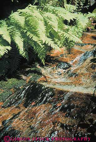 Stock Photo #13819: keywords - california castle chlorophyll clear crags creek creeks fern ferns green habitat habitats nature park parks photosynthesis plant plants public runoff sparkling state stream streams vert water wild wilderness