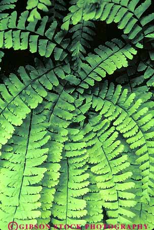 Stock Photo #13820: keywords -  california canyon chlorophyll creek fern ferns finger five geometric geometrical green habitat habitats in leaf leaves nature park pattern patterns photosynthesis plant plants prairie redwoods state vert wild wilderness