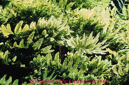 Stock Photo #13821: keywords -  california canyon chlorophyll color colorful creek fern ferns finger five green habitat habitats horz nature park pattern patterns photosynthesis plant plants prairie redwoods row rows state wild wilderness