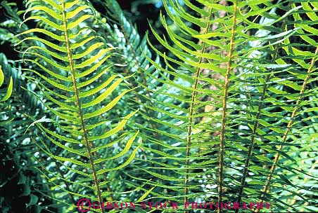 Stock Photo #13823: keywords - british canada chlorophyll color colorful columbia fern ferns geometric geometrical green habitat habitats horz leaf leaves nature of photosynthesis plant plants row rows stem stems sword translucence translucent underside vancouver wild wilderness