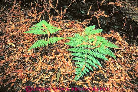 Stock Photo #13824: keywords -  california chlorophyll duff fern ferns floor forest forests green grow habitat habitats horz in monument monuments muir national nature needle needles park parks photosynthesis plant plants public redwood wild wilderness woods